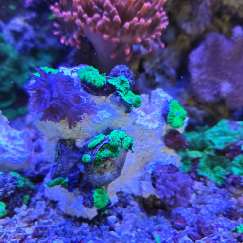 vend coraux et boutures