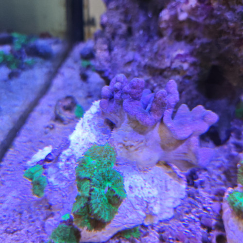 vend coraux et boutures