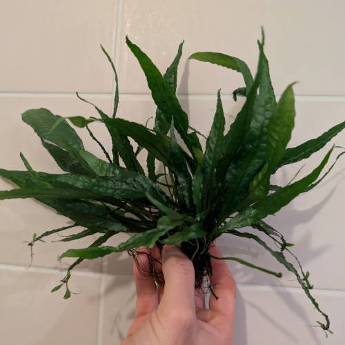 Fougère de java/microsorum pteropus