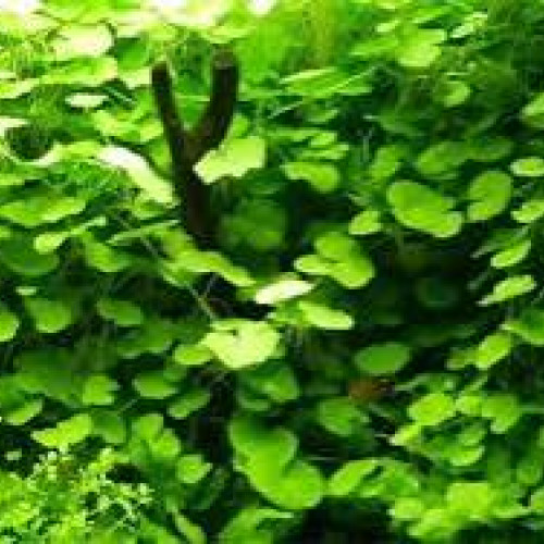 Lot de plantes pour nano aquarium