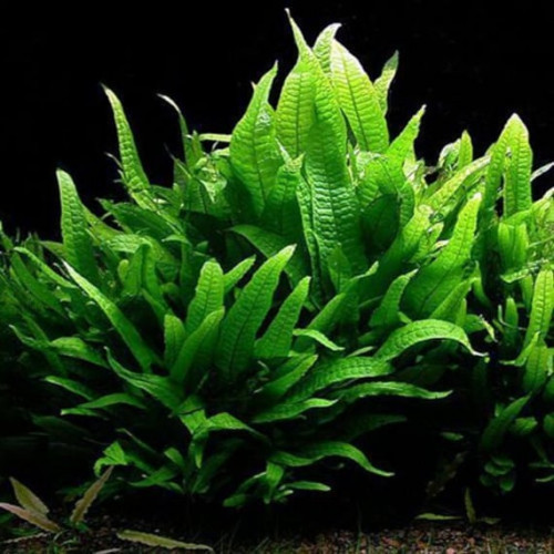 Lot de plantes pour nano aquarium