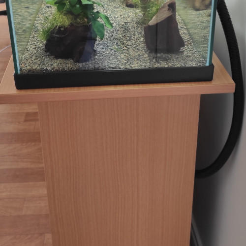 Petits poissons molly a donner