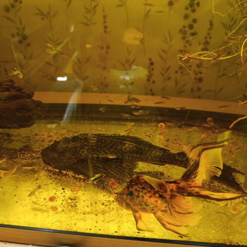 Poisson rouge et pleco+35cm