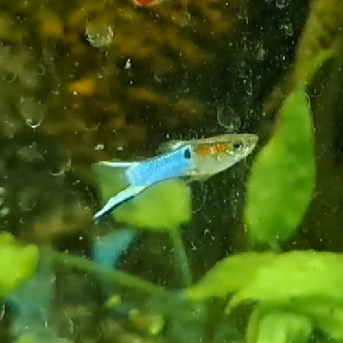 Guppys mâles et femelles adultes