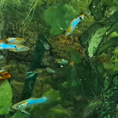 Guppys mâles et femelles adultes