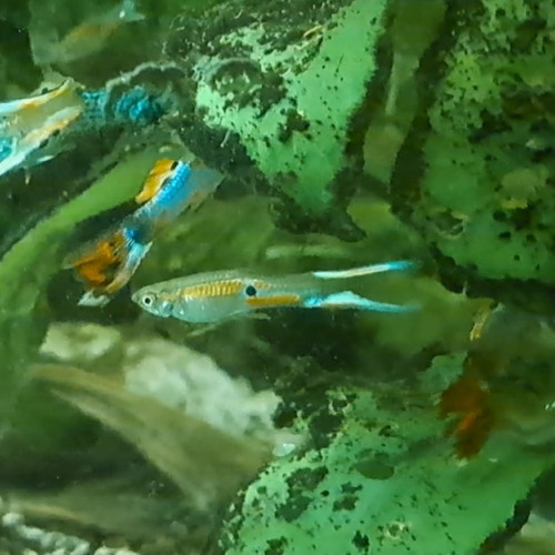 Guppys mâles et femelles adultes