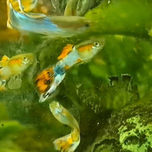 Guppys mâles et femelles adultes