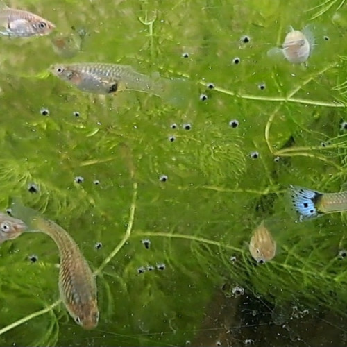 Guppys mâles et femelles adultes