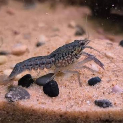 Don : jeunes écrevisses