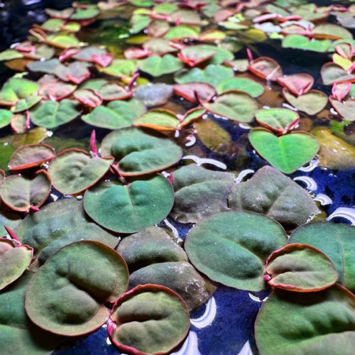 Phyllanthus fluitans