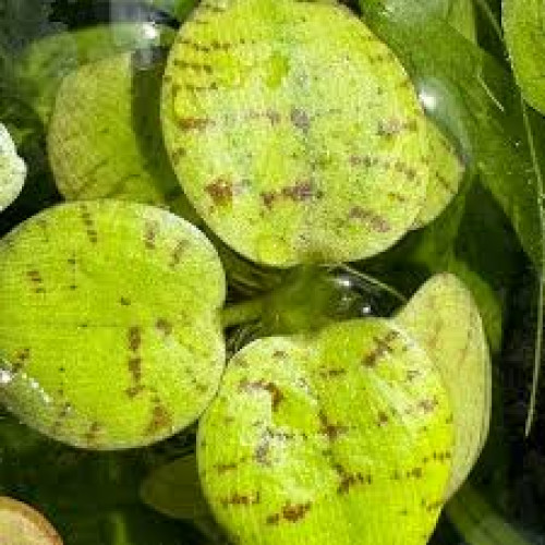 Limnobium Laevigatum