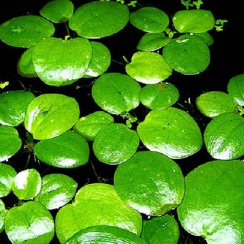 Limnobium Laevigatum