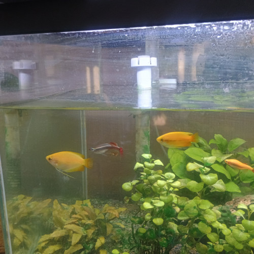 Donne 2 Gourami miel (colisa chuna)