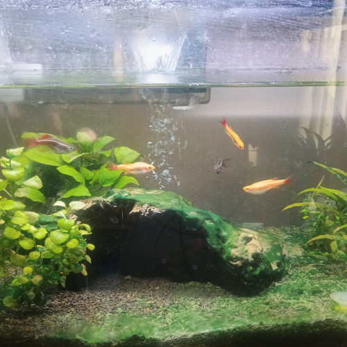 Donne Tanychtis micagemmae