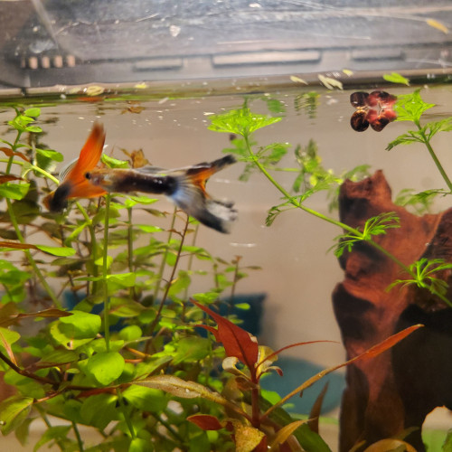 Donne 2 guppys mâles adultes