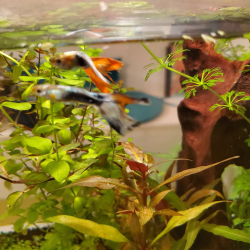 Donne 2 guppys mâles adultes