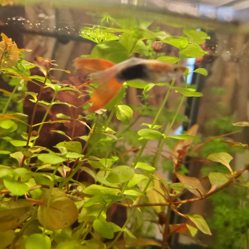 Donne 2 guppys mâles adultes