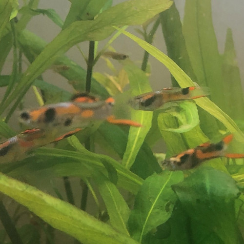Guppys Endlers