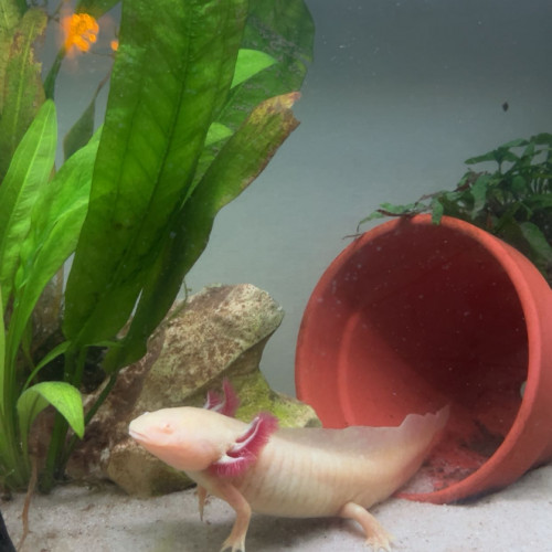Axolotl