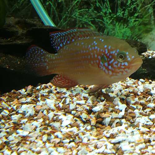 Hemichromis liffally