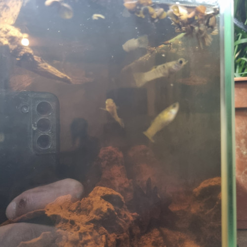 Poecillia vivipara sauvages