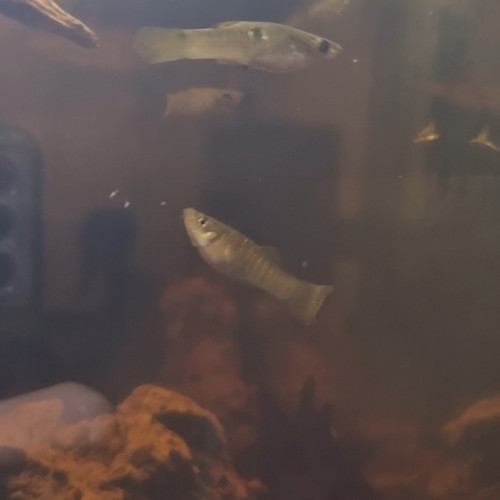 Poecillia vivipara sauvages