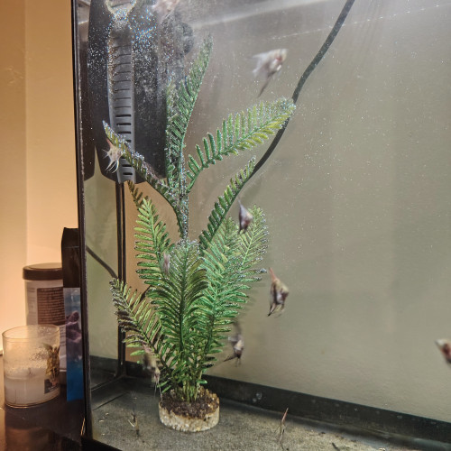 Bébé poisson scalaire