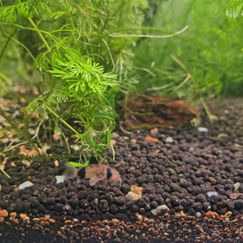 Dons de poissons et crevettes aquarium d'eau douce