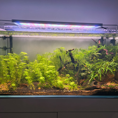 Dons de poissons et crevettes aquarium d'eau douce