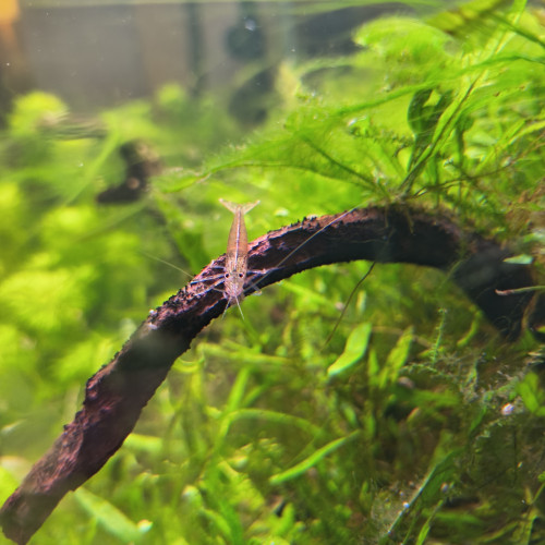 Dons de poissons et crevettes aquarium d'eau douce