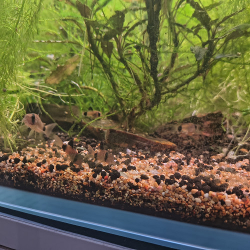 Dons de poissons et crevettes aquarium d'eau douce