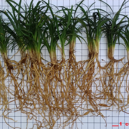 ophiopgon japonicus Kyoto dwarf, dit aussi minor