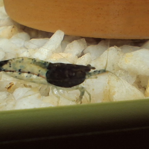 Crevette neocaridina rili carbone Black