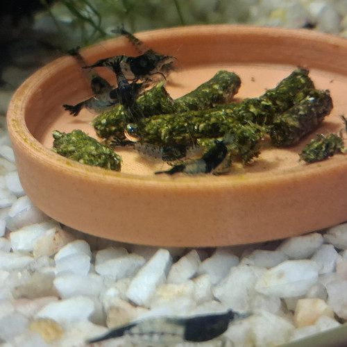 Crevette neocaridina rili carbone Black