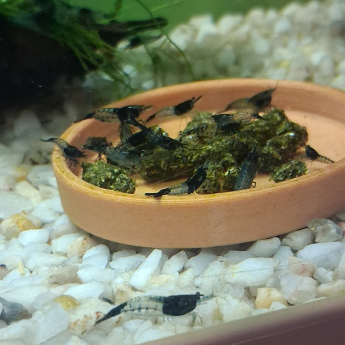Crevette neocaridina rili carbone Black