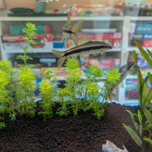 Donne contre bon soin 4 Crossocheilus siamensis