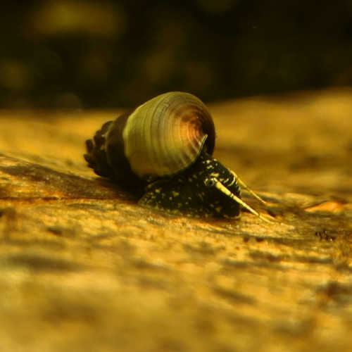 Escargot tylomelania yellow spotted