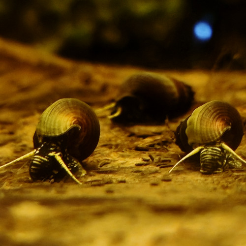 Escargot tylomelania yellow spotted