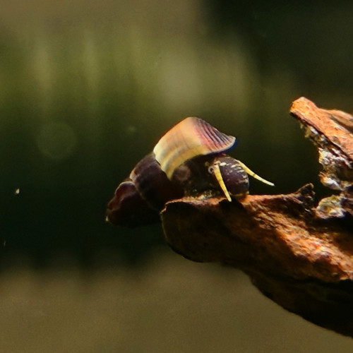 Escargot tylomelania yellow spotted