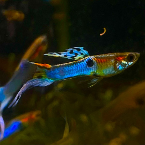Guppys Blue Japan