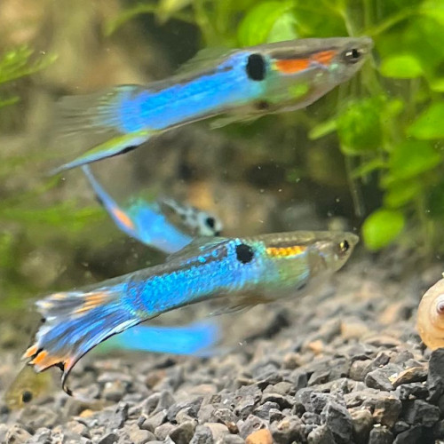 Guppys Blue Japan