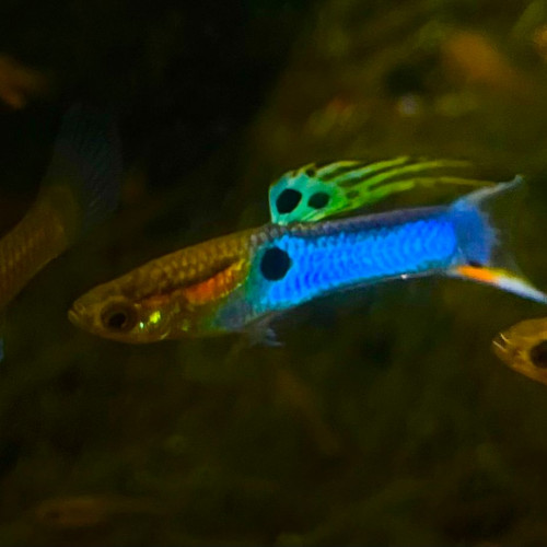 Guppys Blue Japan