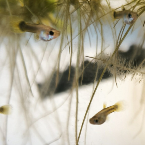 Alvins Gupppys Yellow and Blue