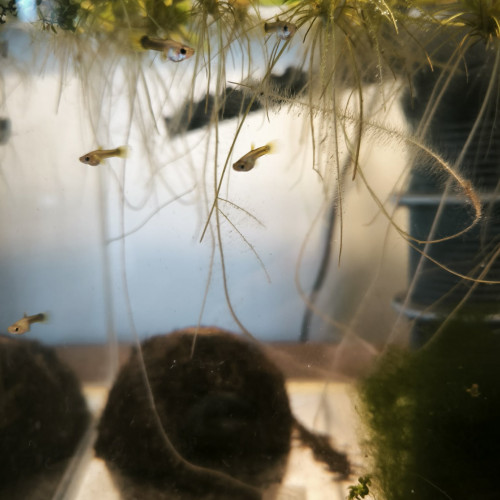 Alvins Gupppys Yellow and Blue