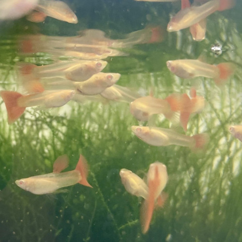 Guppy de sélection Cobra Red Tail Albino