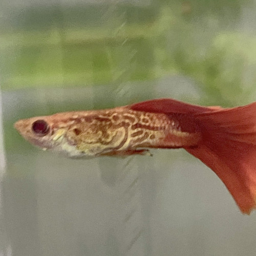 Guppy de sélection Cobra Red Tail Albino