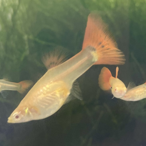 Guppy de sélection Cobra Red Tail Albino