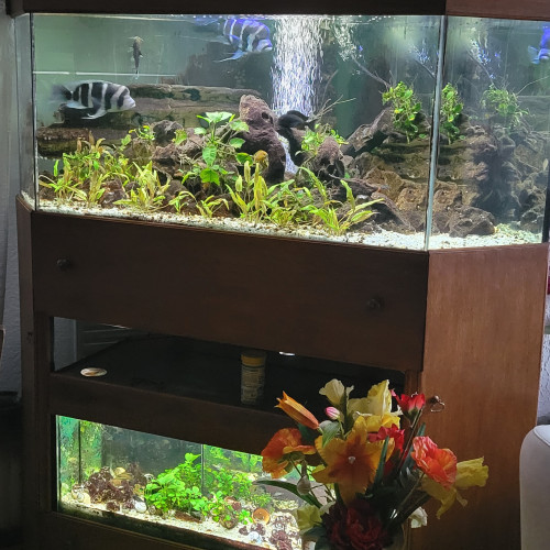 Vends aquarium d'angle en 2 niveaux
