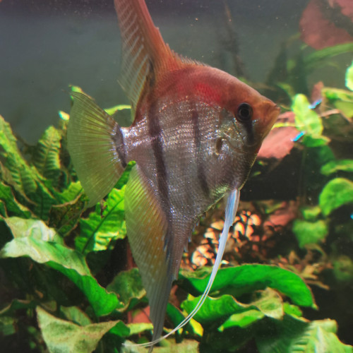 Don  Manacapuru adulte