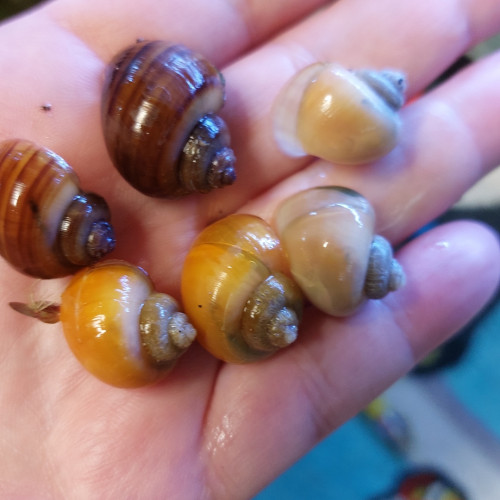 Escargots ampullaires aquarium